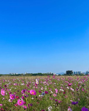Bahçedeki güzel çiçekler