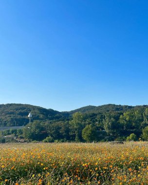 Çiçek tarlası ve mavi gökyüzü olan güzel bir manzara.