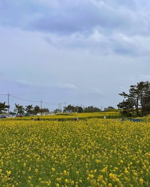 Sarı çiçekler tarlada