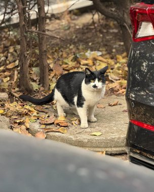 Kedi sokakta oturuyor.