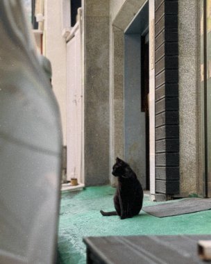 Kara kedi yerde oturuyor.