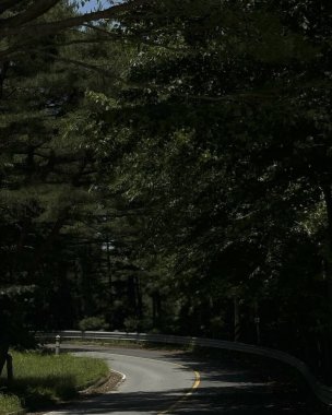 Ormanda ağaçlar olan asfalt yol.