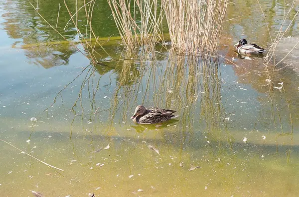 Ördekler suda yüzer.