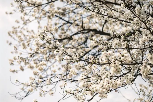 Bahçede güzel bahar çiçekleri