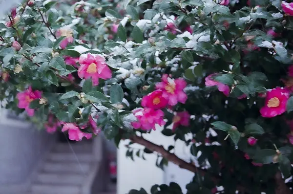 Bahçedeki güzel çiçekler