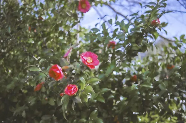 Bahçedeki güzel çiçekler