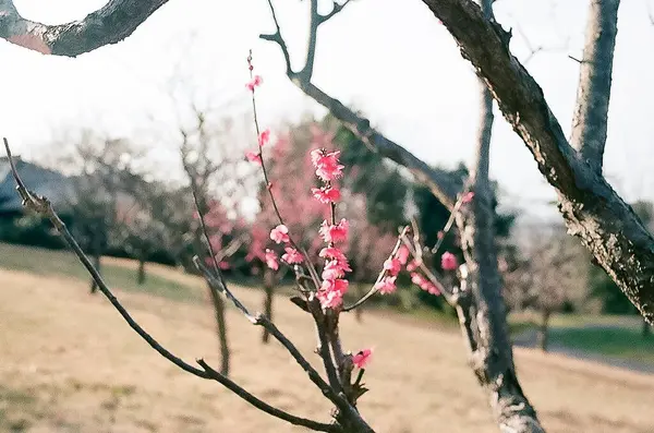 Güzel botanik fotoğrafı, doğal duvar kağıdı.