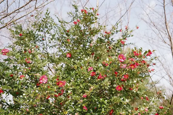 Bahçedeki güzel çiçekler