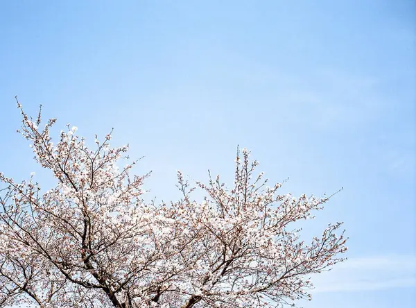 Ağaçtaki güzel bahar çiçekleri