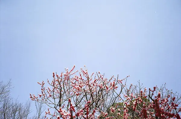 Baharda Kiraz Ağacı