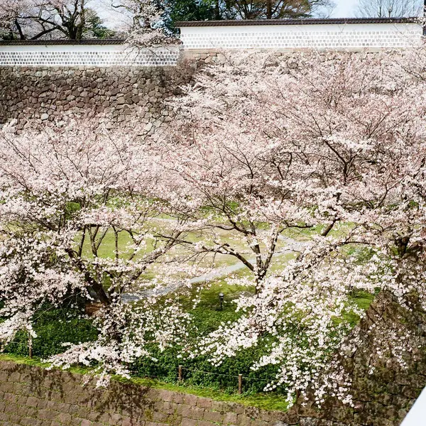 Japonya 'da kiraz çiçekleri, Tokyo