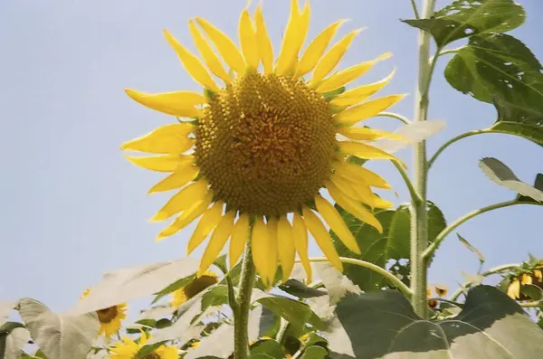 ayçiçekleri, bitkiler ve botanik