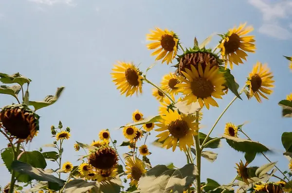 Bahçedeki ayçiçeği