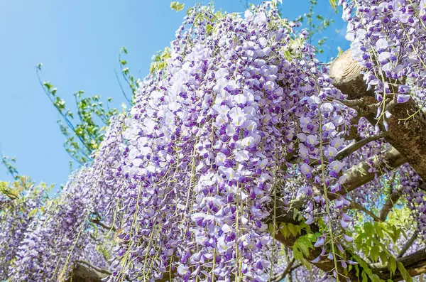 güzel çiçeklerin yakın görünümü