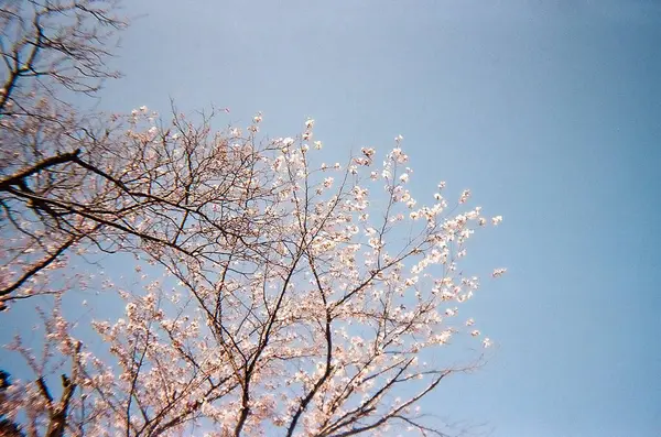 Güzel botanik fotoğrafı, doğal duvar kağıdı.