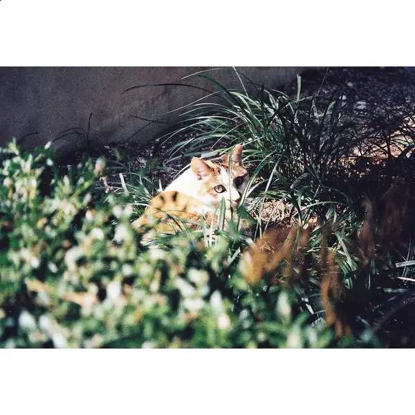 Kedi yerde oturuyor.