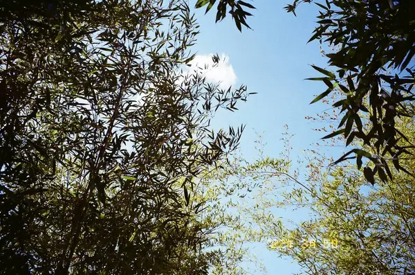 Parkın güzel manzarası