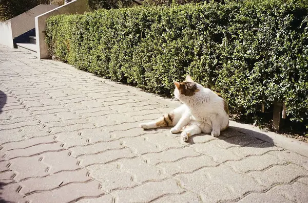 Kedi sokakta yatıyor.