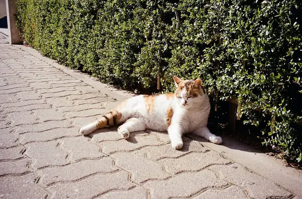 Güzel bir ev kedisi fotoğrafı.