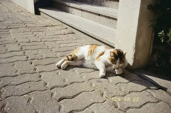 Kedi sokakta yatıyor.