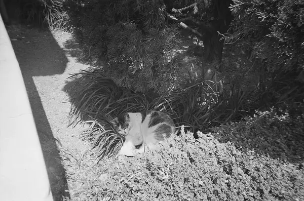 Parktaki siyah beyaz kedi