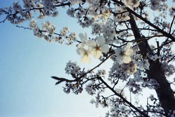 Ağaç dalları, doğa bitki örtüsü.