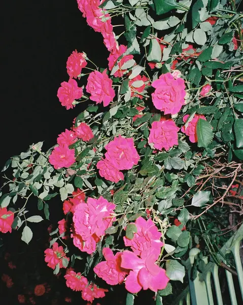 Güzel botanik fotoğrafı, doğal duvar kağıdı.