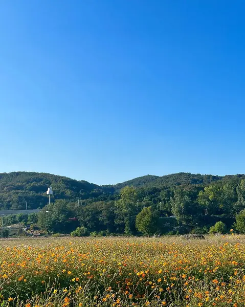 Çiçek tarlası ve mavi gökyüzü olan güzel bir manzara.