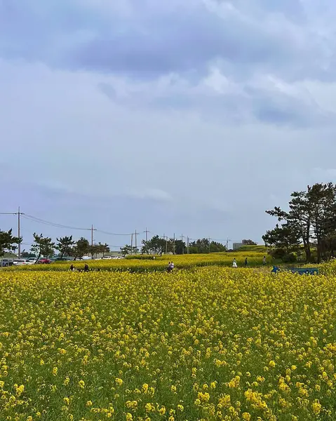 Sarı çiçekler tarlada