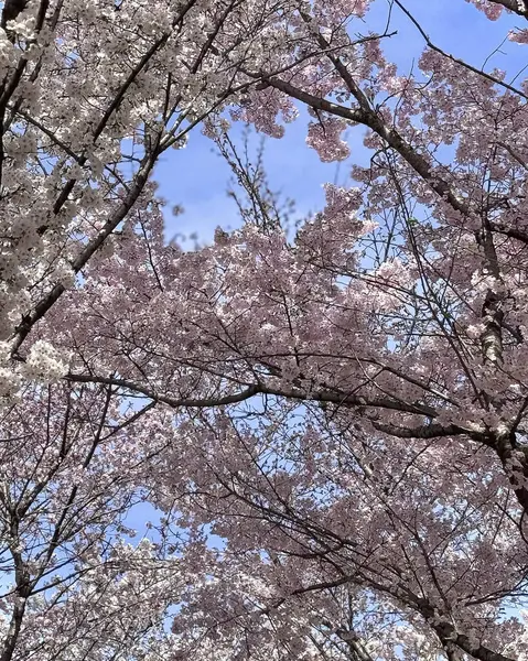 Bahçede güzel bahar çiçekleri