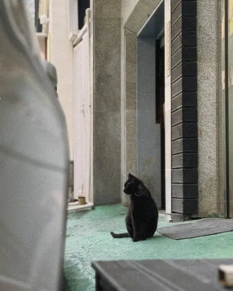 Kara kedi yerde oturuyor.