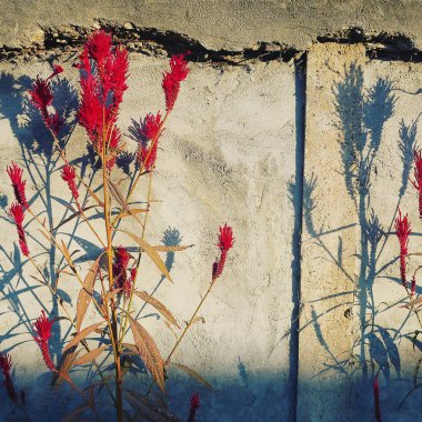 Duvarda kırmızı çiçekler ve yapraklar, güneşli bir günde boyanmış, desenli, arka plan