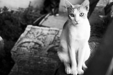 Siyah beyaz kedi yerde oturuyor.