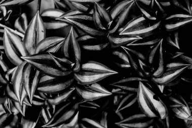 Bir bitkinin taze yapraklarının güzel arka planı