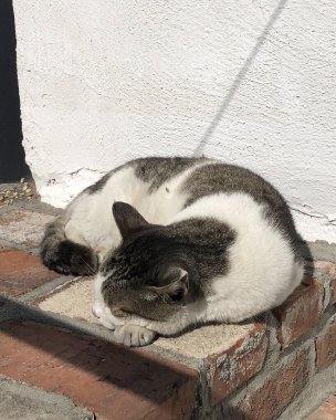 Yerdeki bir kedinin yakın plan fotoğrafı.