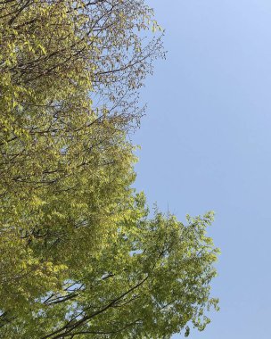 Doğadaki bir ağacın yeşil yaprakları