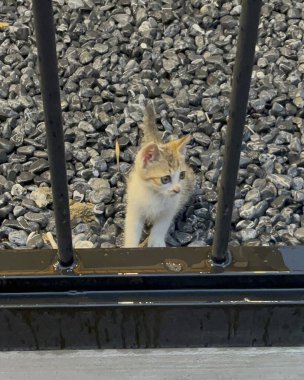 Caddedeki sevimli tekir kedi