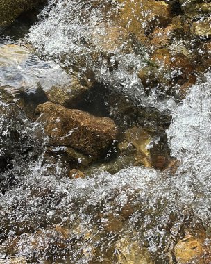 Ormanda küçük bir nehri olan şelale.