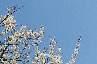 Doğada ağaç dalları, bitki örtüsü