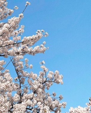 Ağaçtaki güzel bahar çiçekleri