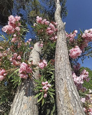 Güzel botanik fotoğrafı, doğal duvar kağıdı.