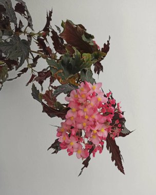 Güzel botanik fotoğrafı, doğal duvar kağıdı.