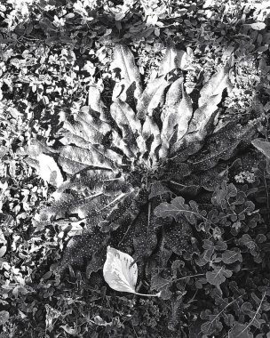 Doku, arka plan. yapraklar, bitkiler, çiçekler.