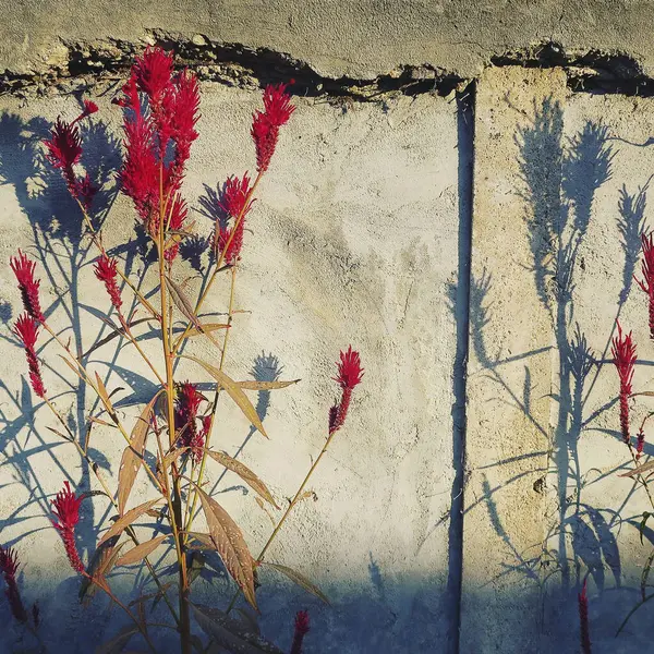 Duvarda kırmızı çiçekler ve yapraklar, güneşli bir günde boyanmış, desenli, arka plan