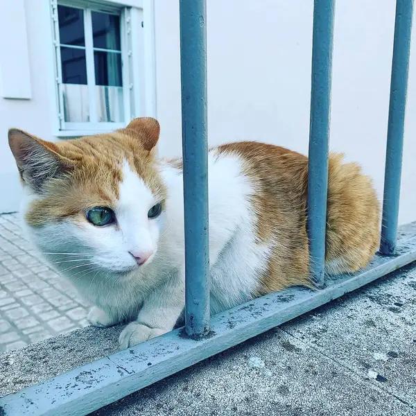 Kedi sokakta oturuyor.
