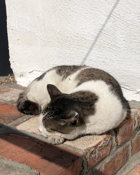 Yerdeki bir kedinin yakın plan fotoğrafı.