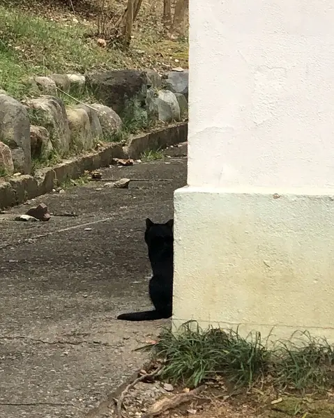 Sokaktaki kara kedi