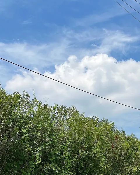 Yeşil ağaç ve mavi gökyüzü