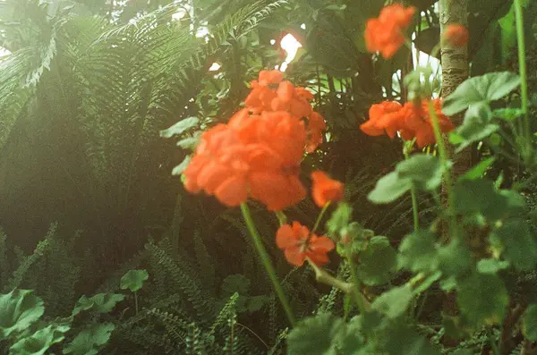 Bahçedeki güzel çiçekler