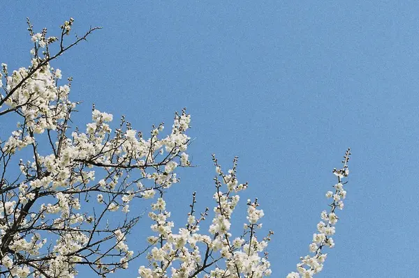 Doğada ağaç dalları, bitki örtüsü